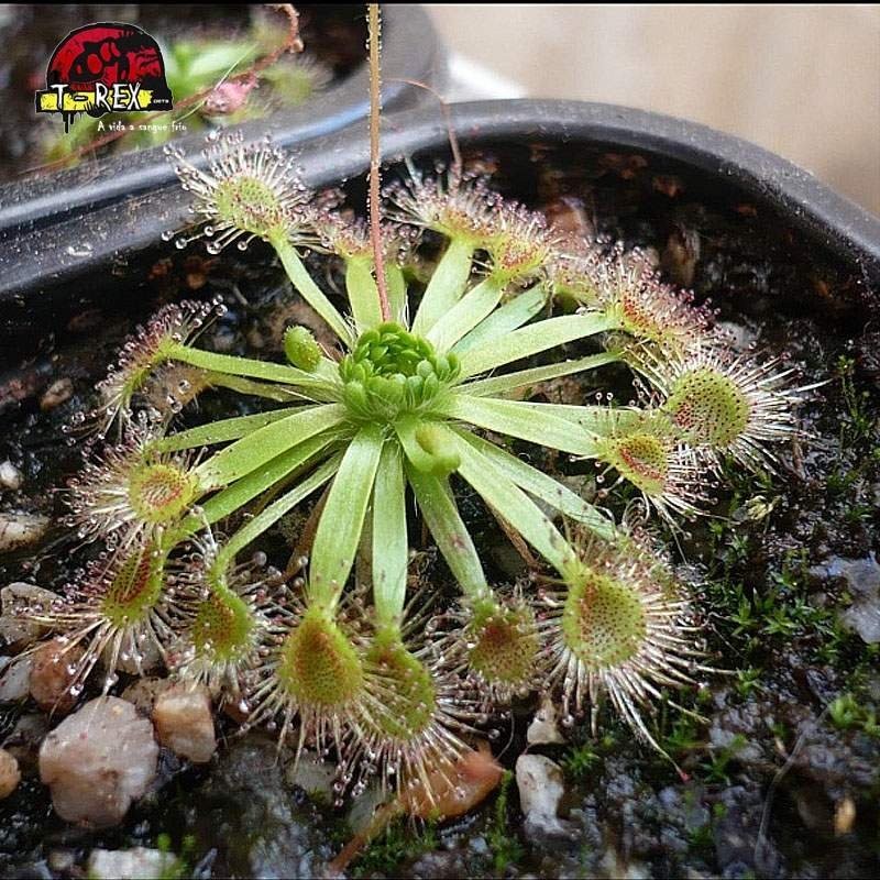 comprar planta carnivora drosera omissa x pulchella comprar planta carnivora drosera omissa x pulchella